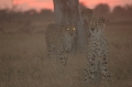 Cheetah sunset 2
